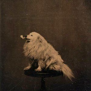 Meet your Posher, Shelley